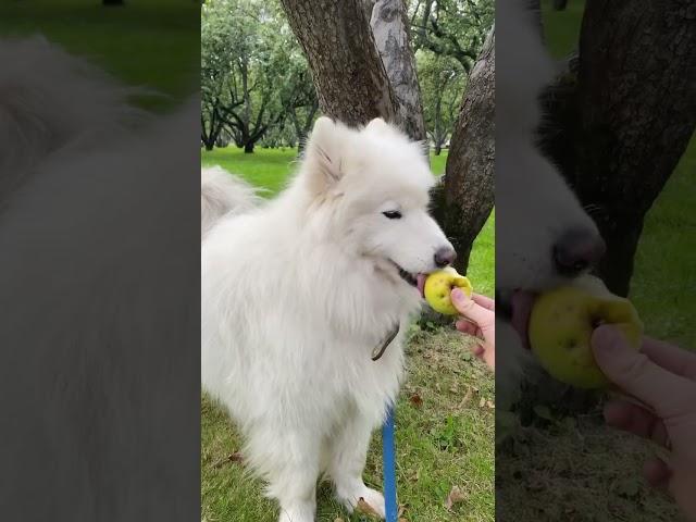 Яблоки #самоед #самоед #dog #samoyed #babydog #puppy #animals #samoyedclub #apple #summer #funny