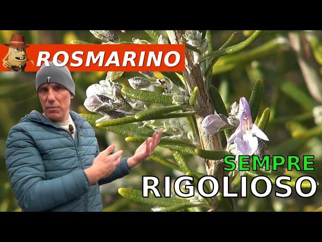 Come matenere vigorose le piante di Rosmarino