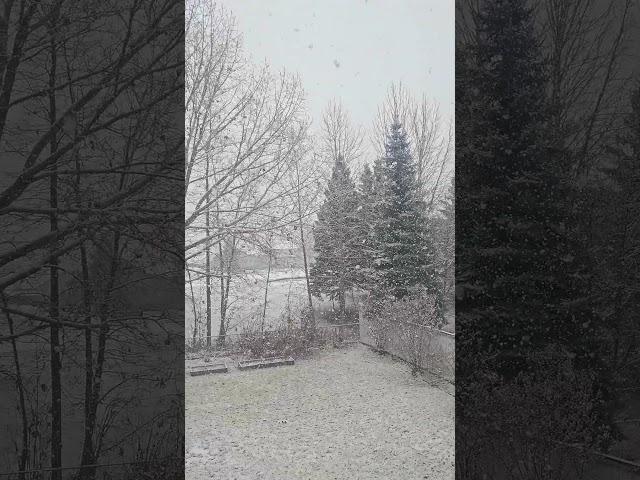 하얀 눈이 내리네 / White snow is falling down #short