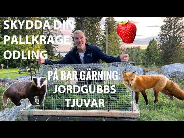 Skydda din pallkrage odling mot räv, grävling, hare, rådjur, fåglar och sniglar.  Skydda odlingslåda