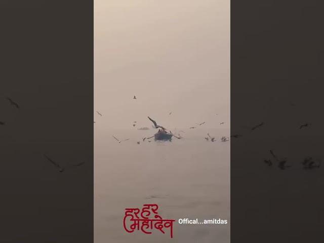 kashi Biswanath Vanaras....Varanasi Uttar Pradesh
