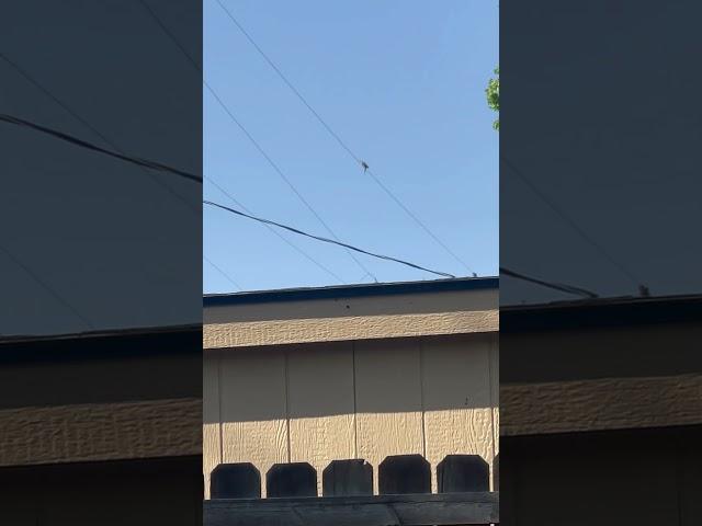 Trees Blowing in Wind Bird Hanging on By a Wire #trending #shorts #ytshorts