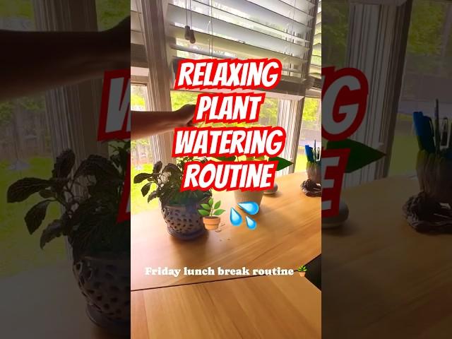 Peaceful Plant Watering | Relax & Unwind #waterplants #plants #plantlover #relaxing #soothing