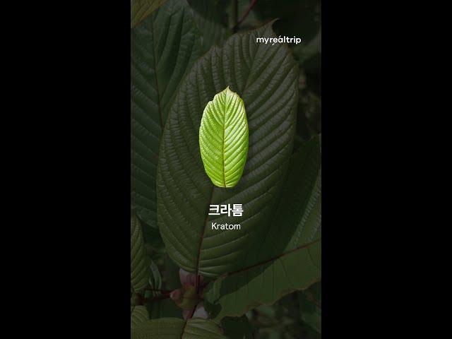 태국에서 대마초만 조심하다간 큰일 납니다.