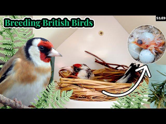 Baby Goldfinches Hatch! | Breeding British Birds S1:E9