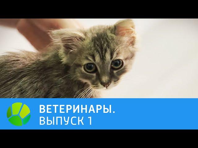 Ветеринары. Пти-брабансон, котёнок, ёжик, кролик | Живая Планета