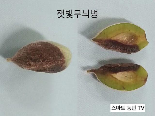 매실 주요 병해 및 방제, 매실 재배, 매화, 잘 알지 못했던 병해 사진