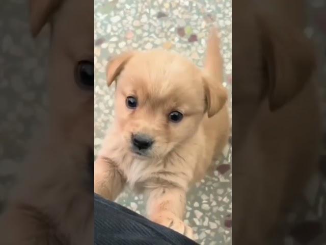 Baby dog#cute puppy barking#4kviral#shorts