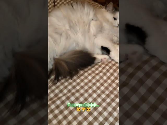 У них каждый день перрерыфффф... 