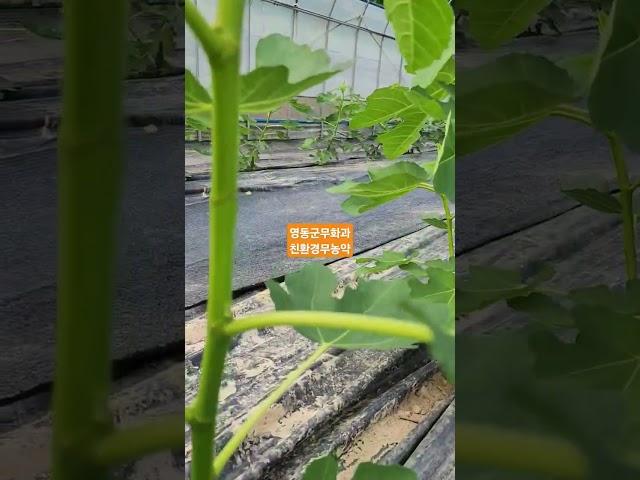 영동군친환경무화과농장 #영동군무화과 #친환경무화과 #무화과 #무농약무화과 #유기농무화과 #무화과 #무화과나무 #무화과순 #무화과열매