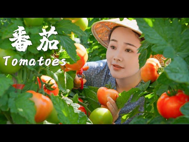 Tomatoes - Are tomatoes vegetables or fruits?