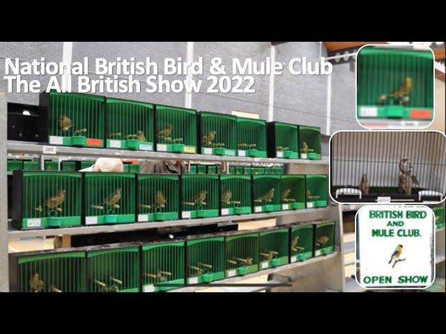 National British Bird & Mule Club - All British Show including Norwich Plainhead Club Show