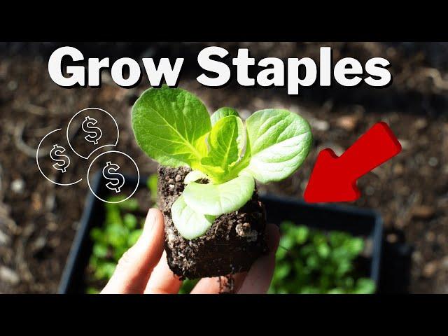 The CHEAPEST Garden Vegetables To Grow. ZERO inputs!