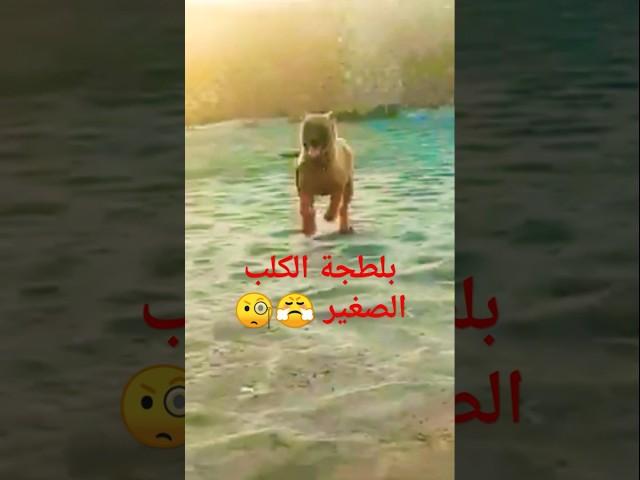 الكلاب الصغيره وفرض السيطرة