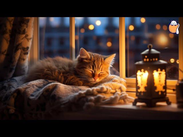 Rainy Day Relaxation: Calming Music for Cats with Rain Sound and Cat Purring | Sleepy Cat