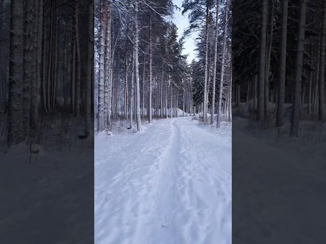 Morning snowy frosty walk in Lulea North of Sweden. Beautiful nature.