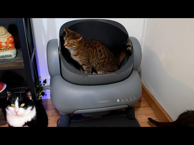 Neakasa M1 Self-Cleaning Litter Box - Unboxing & Review