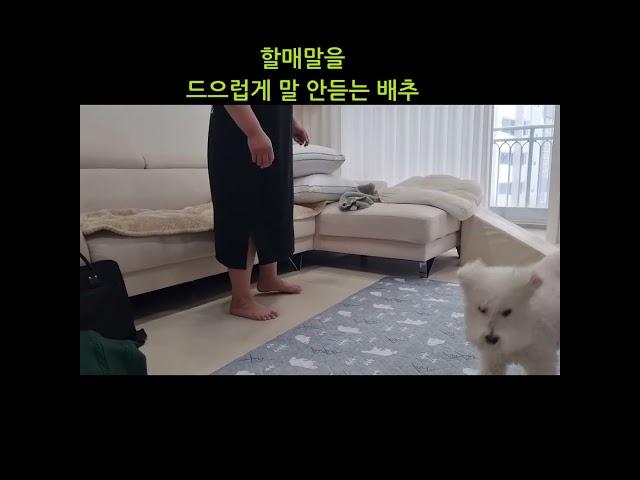 할매말 안듣는 배추  #강아지 #동물농장강아지 #반려견 #집사 #하얀강아지