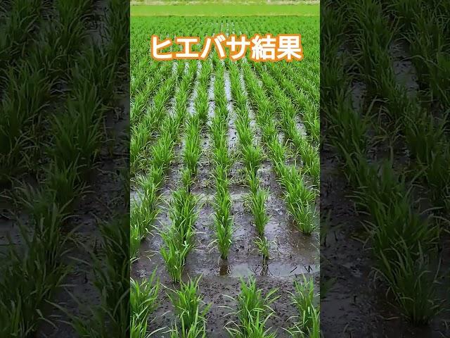 Confirming the effectiveness of the herbicide Hieklean Basagran.