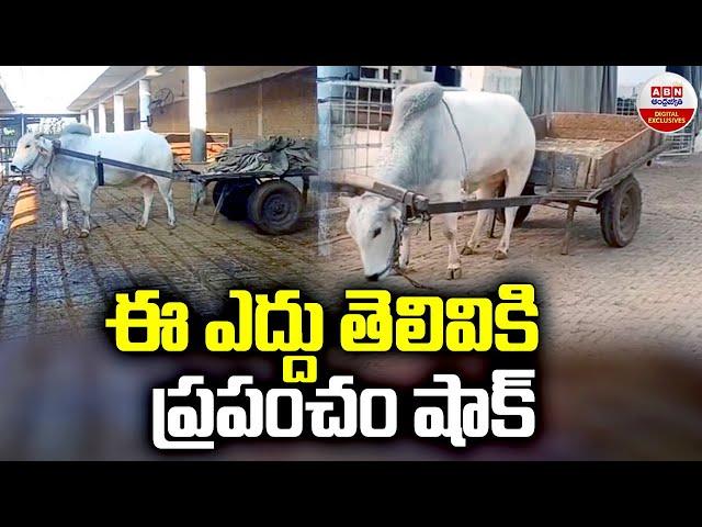 INTELLIGENT OX : ఈ ఎద్దు తెలివికి ప్రపంచం షాక్‌ | ABN Digital Exclusives