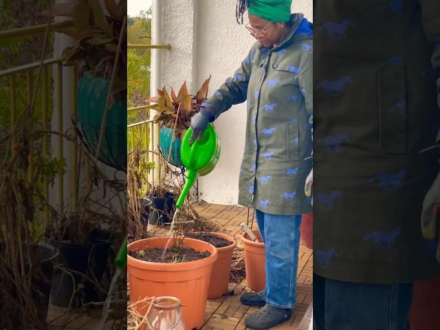 Growing Sweet Potatoes in a Balcony Garden #balconygarden