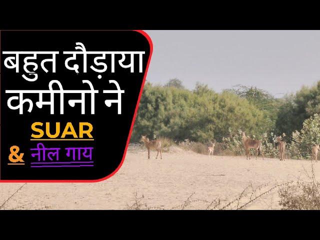 नील गाय और सूअरों का झुण्ड देखो कहा रहता है | Jeetu Choudhary