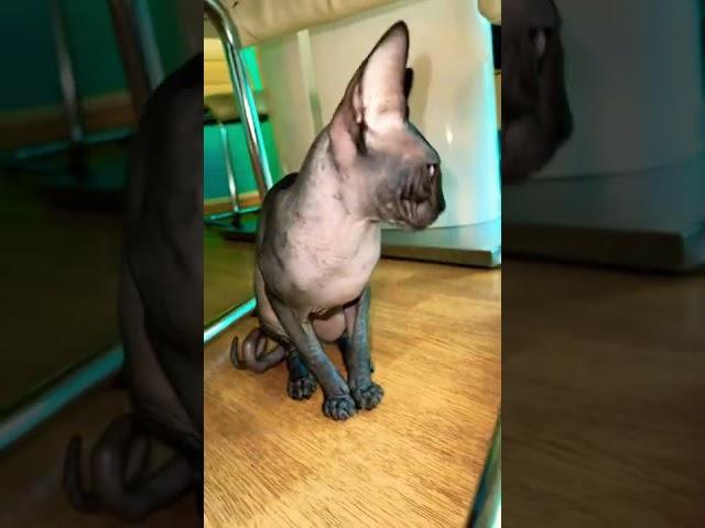 Лысая кошка сфинкс смешная sphynx cat