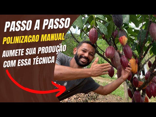 Como fazer polinização manual no cacaueiro, passo a passo.