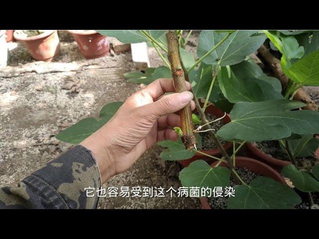 扦插的无花果枝条生根发芽后又出问题，这3个原因必然是罪魁祸首