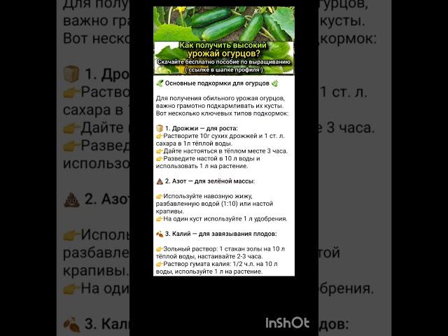 основные подкормки огурцов