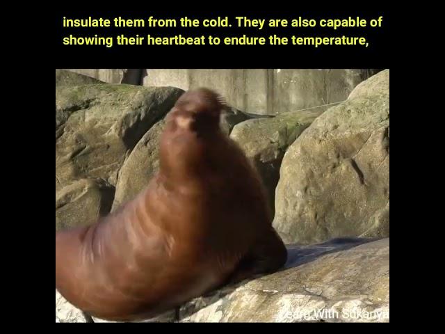 #shorts  #walrusrider  #sealions  #ytshorts  #viral  #amezingfacts