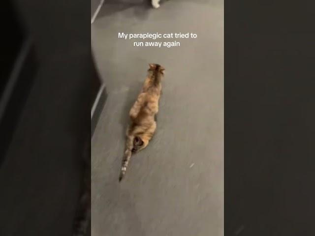 My cat tried to runaway again 🫩 #shorts
