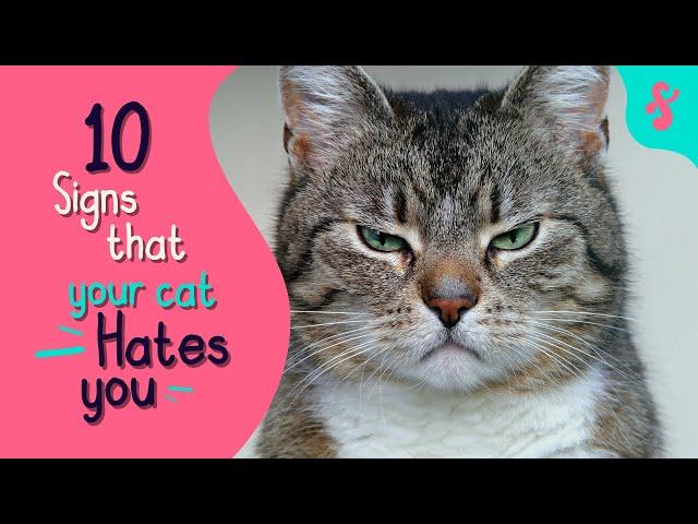  10 Signs That Your Cat Really HATES You | Furry Feline Facts 