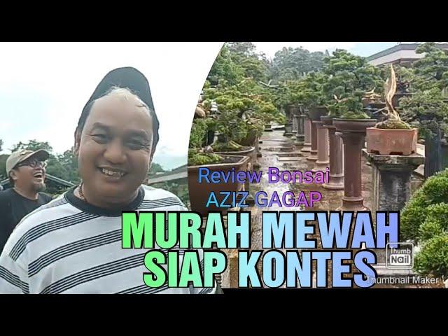 CEMARA SIAP KONTES DISINI || Aziz Gagap Review Bonsai