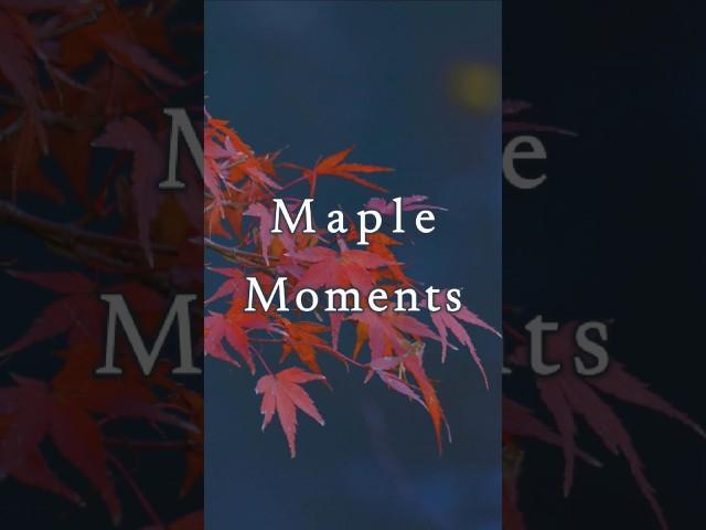 Maple Moments #healingmusic #nature #naturemusic #relaxingmusic #sleepmusic #maple #relaxing