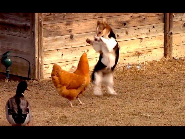 Ozzy Man Reviews: Chook vs Corgi vs Duck