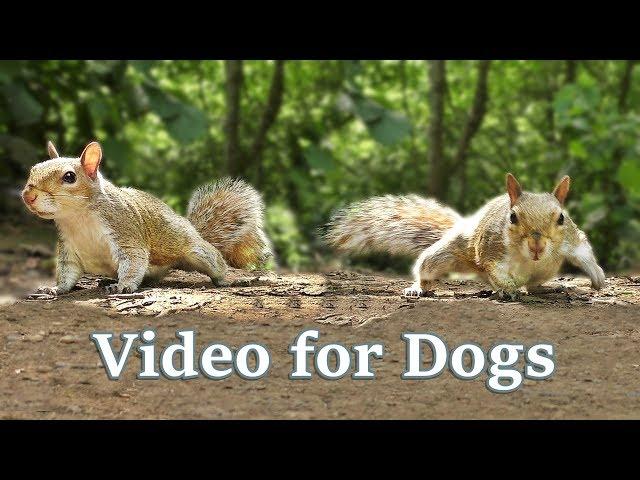 TV for Dogs : Videos for Dogs to Watch - Squirrels