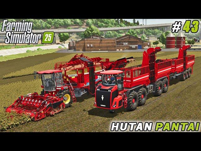 Harvesting Potatoes & Investing in New Production Facilities! | FS 25 | Hutan Pantai Farm | ep #43