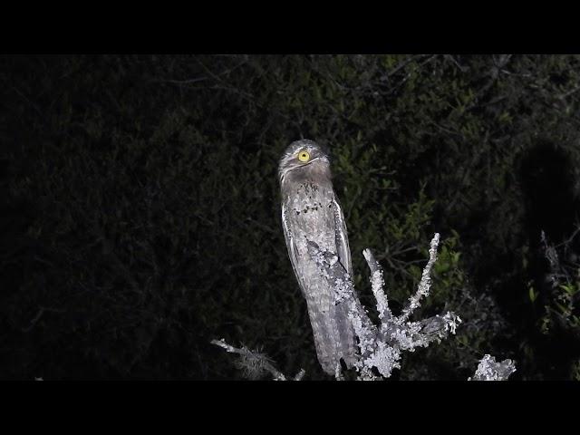 Urutaú (Nyctibius griseus) vocalizando "Rincón de los ciervos"Artigas-uy.