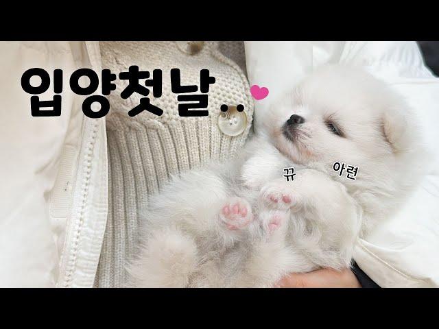 인형인줄 ... 아기 강아지 입양했어요 [ 2개월 포메라니안 ep.1 ]