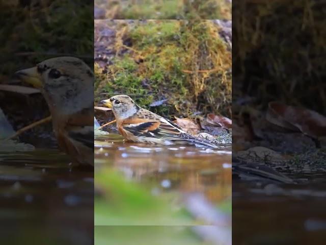 brambling takes a bath