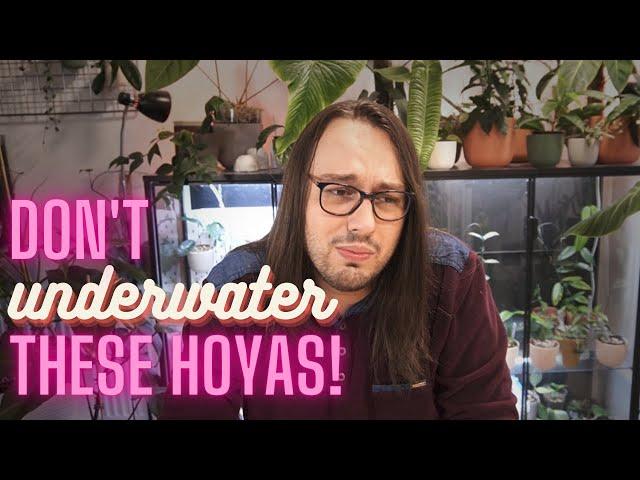 Hoyas That Need More Water & How To Grow Them!