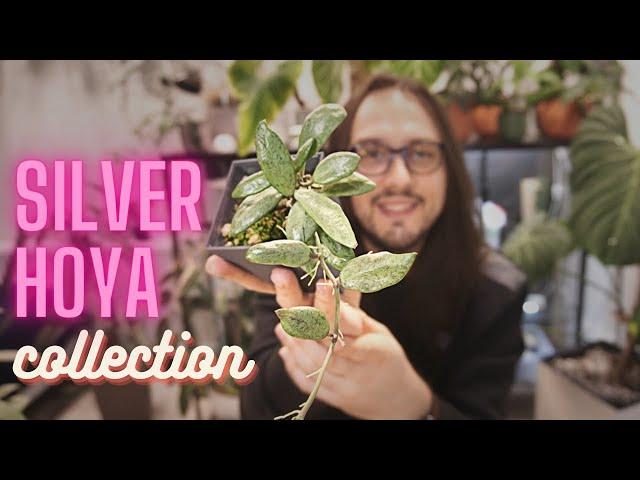 Silver Hoya Collection & Growing Tips!