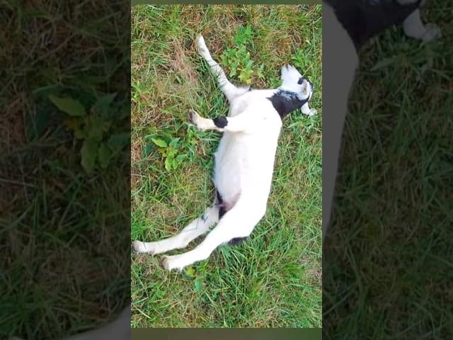 fainting goat  | the reason behind their fainting