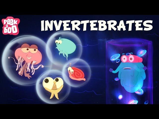 Invertebrates | The Dr. Binocs Show | Learn Videos For Kids