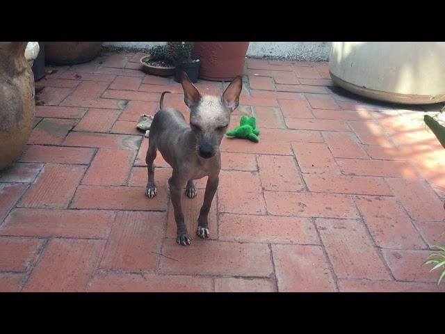 Xoloitzcuintle miniatura, Xolo mini, Mexican hairless dog miniature (toy)