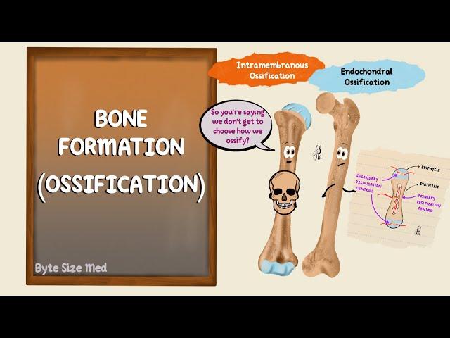 Ossification | Bone Formation | Histogenesis of Bone | Bone Histology | Embryology of the Skeleton