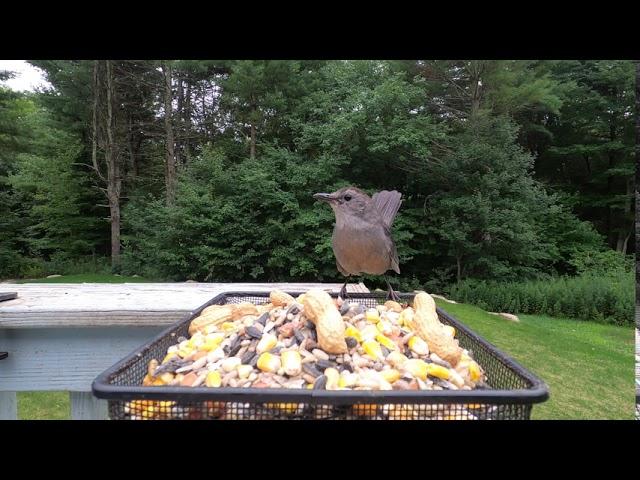 Grey Catbird Call