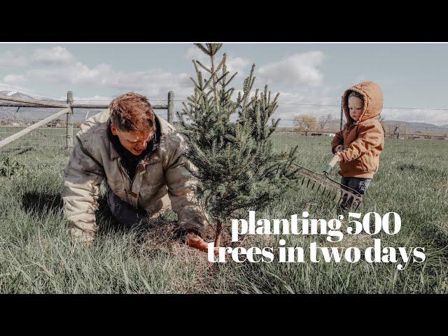 We Planted 500 Trees On The Homestead This Weekend + Planting Herbs In The Garden