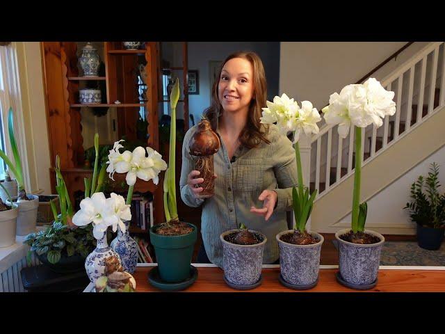 THIS AMARYLLIS TIP BLEW MY MIND & resulted in faster blooming, more uniform growth, & better rooting